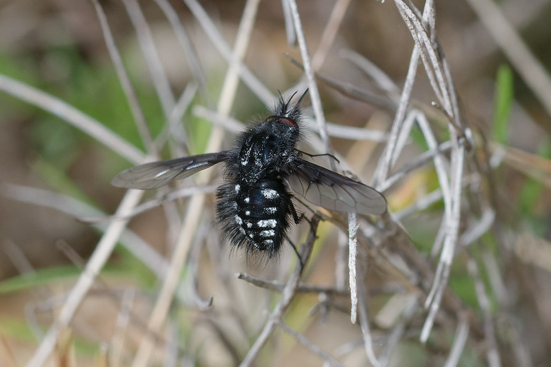 02 Bombylella atra.jpg